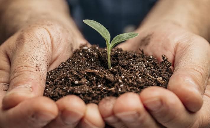 Mãos segurando um punhado de terra com uma pequena muda brotando