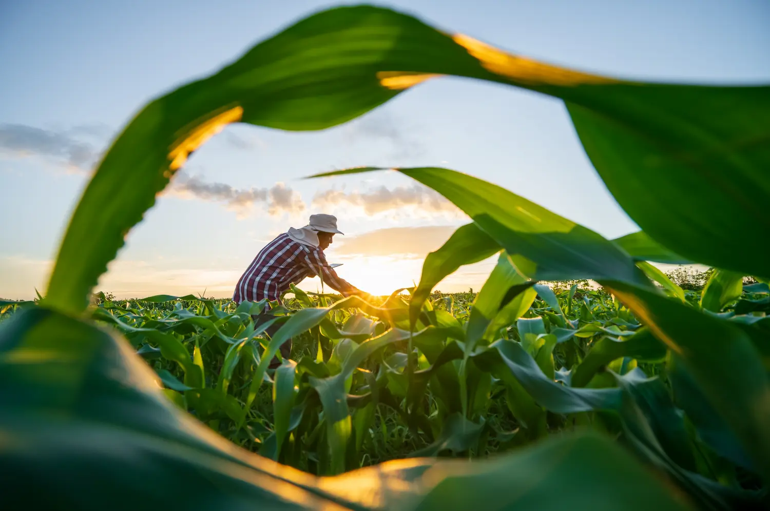 Produtor rural inspecionando uma plantação de milho ao entardecer